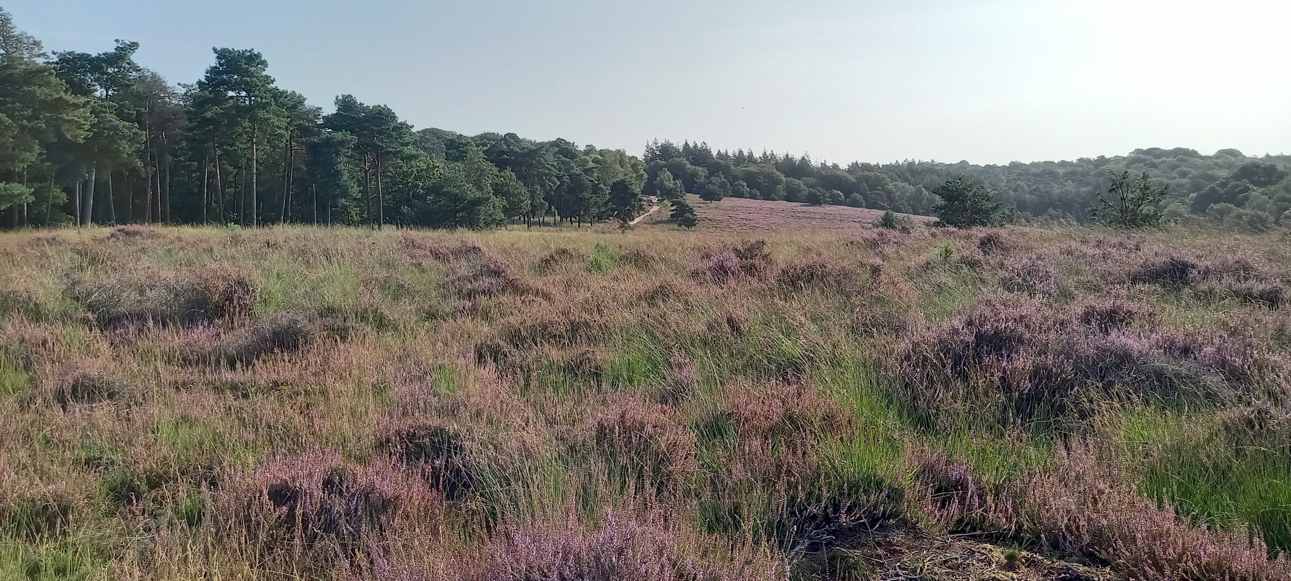Heumense Schans (route 6. Plasmolen - Milsbeek)