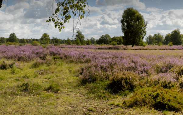 Schermafbeelding 2026-05-08 163513