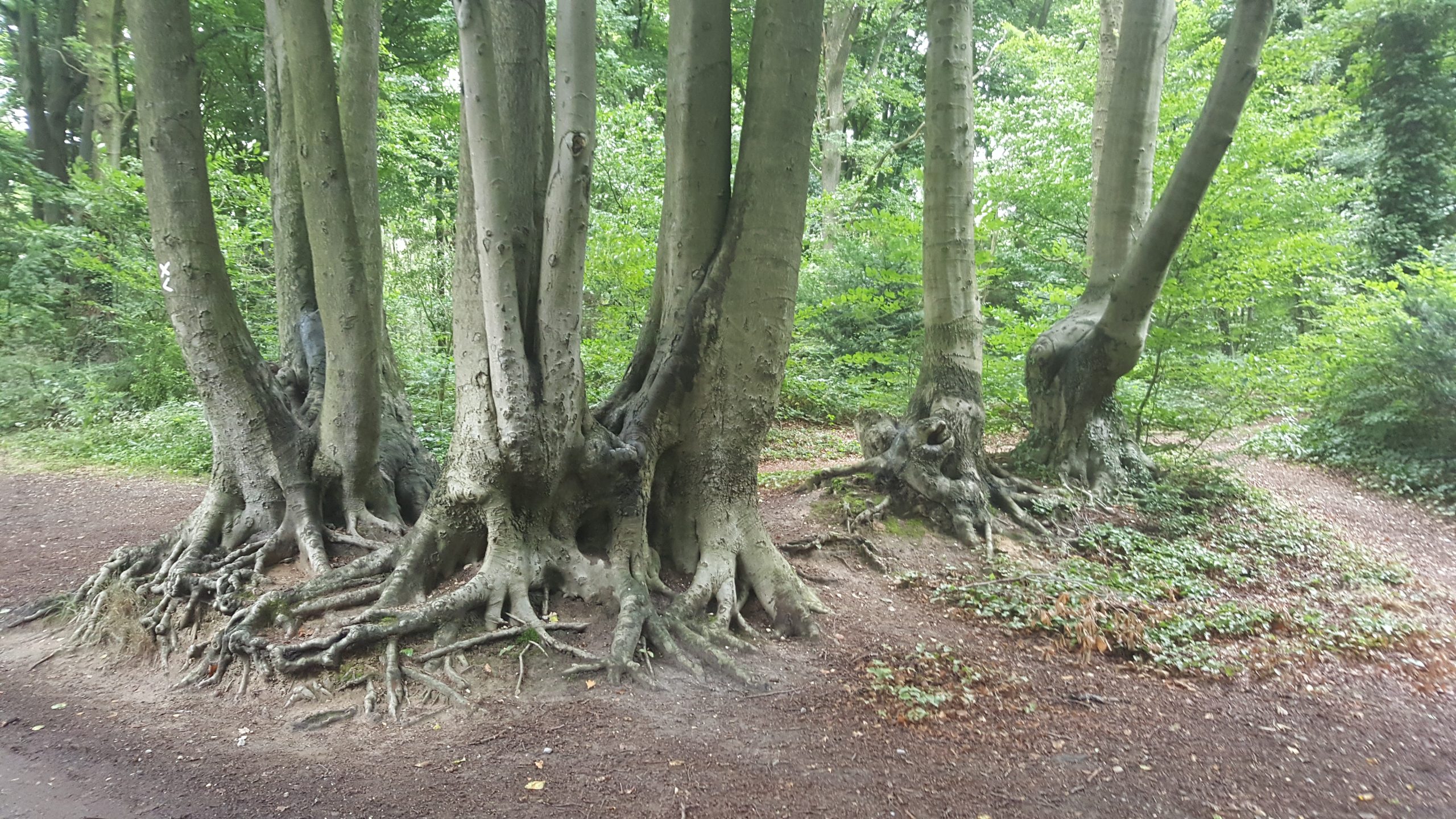 etappe-13-1-bomen